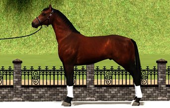 Dark Horse Stables - Home Page
