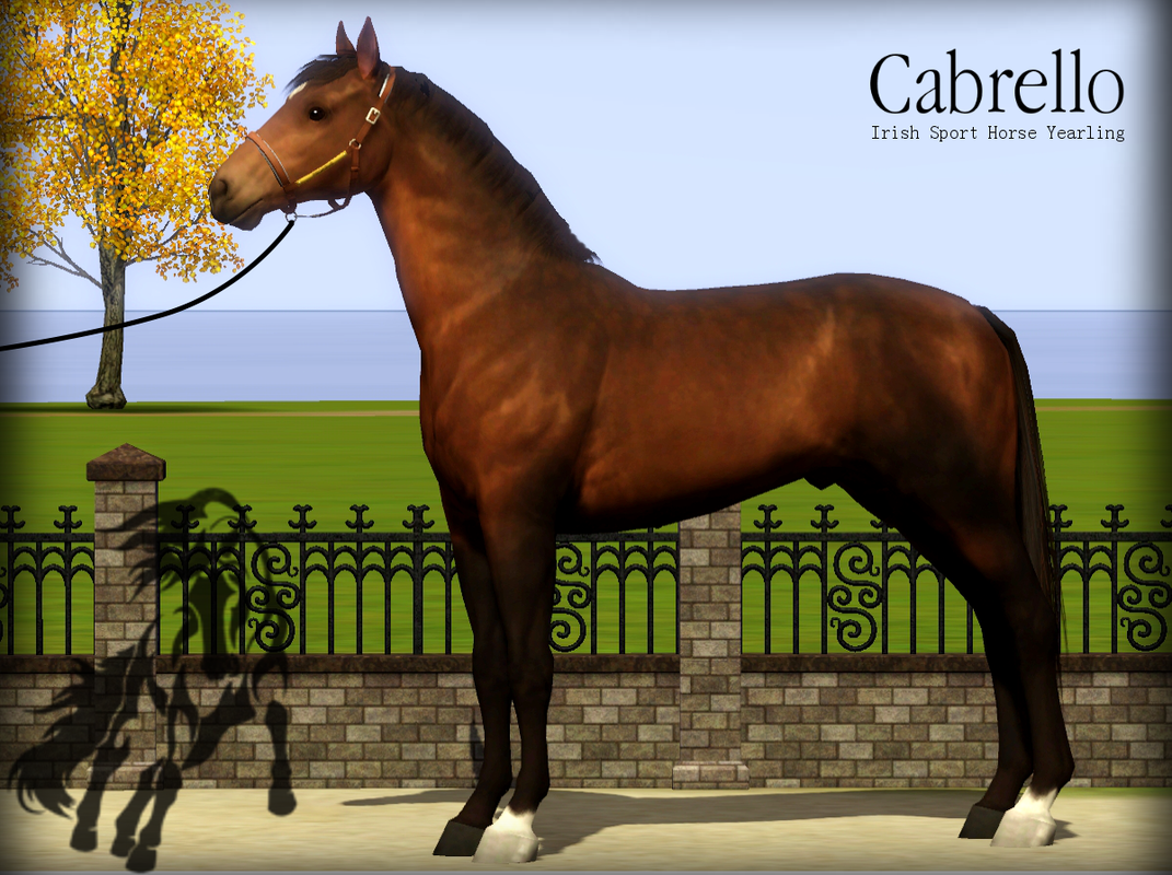 Cabrello - Dark Horse Stables